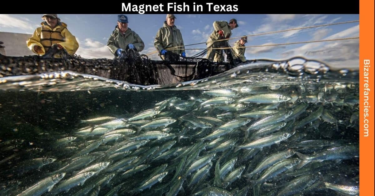 Magnet Fish in Texas